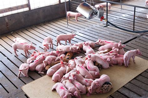 Managing Diarrhea in Pigs .